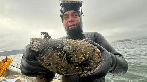 Choro gigante de casi 900 gramos fue hallado en bahía de Los Ríos