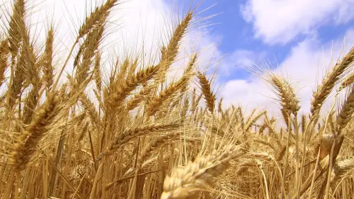 Abrirán crédito para que agricultores superen la crisis del trigo