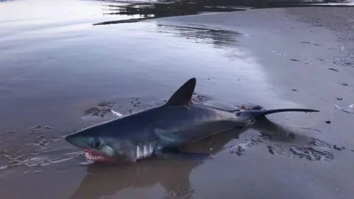 Tiburón varó en playa de Lirquén: Descartan que se trate de una cría