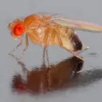 Especialista explica razones de aparición de moscas por altas temperaturas