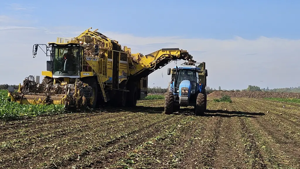 La Remolacha:  Un cultivo rentable y seguro para los agricultores del centro sur de Chile , cedida