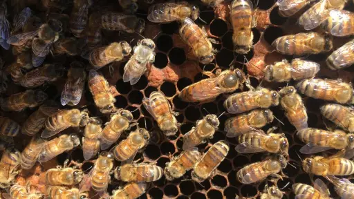 Tres apicultores de Santa Bárbara  exportan abejas reinas a Canadá