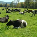 Luego de participar en la cita, la Federación Nacional de Productores de Leche valoró el buen trabajo entre los distintos gremios agrícolas para dar visibilidad a los desafíos que enfrentan.