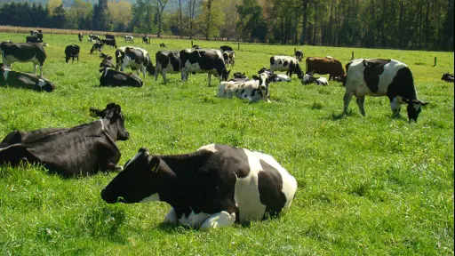 Fedeleche resalta aporte de sector lácteo en reducir emisiones de gases de efecto invernadero