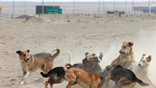 Fedeleche presentará nueva propuesta para controlar perros asilvestrados