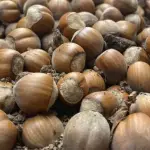 El cultivo del avellano así como la industria que lo procesa está creciendo, con campos en la zona sur que han cambiado los cereales por este frutal con importantes proyecciones.