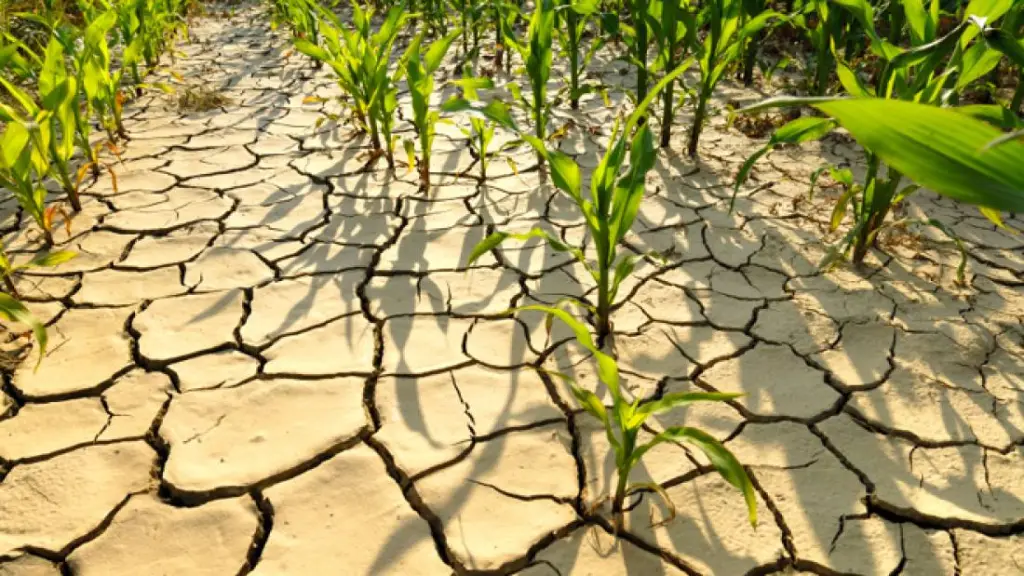 Producción de alimentos en el contexto del cambio climático.