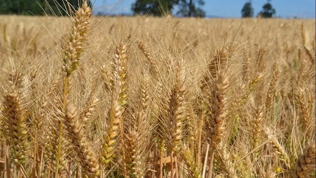 Socabío dijo que esperan que los molinos avancen en la agricultura de contrato y evite importar trigo durante la temporada de cosecha.