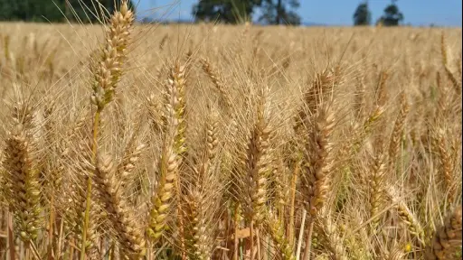 Socabío delineó las condiciones para sobrellevar la próxima temporada de trigo
