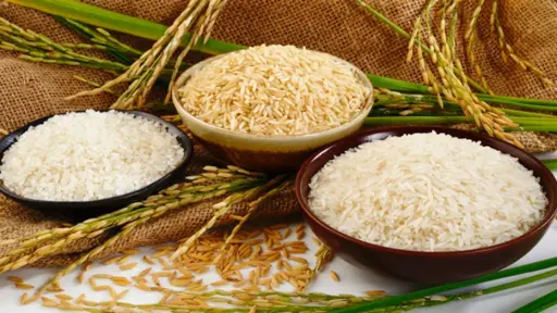   Con biotecnología desarrollan arroz biofortificado que combate la deficiencia de vitamina B1