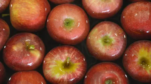 Se reabre mercado peruano para manzanas y carozos chilenos