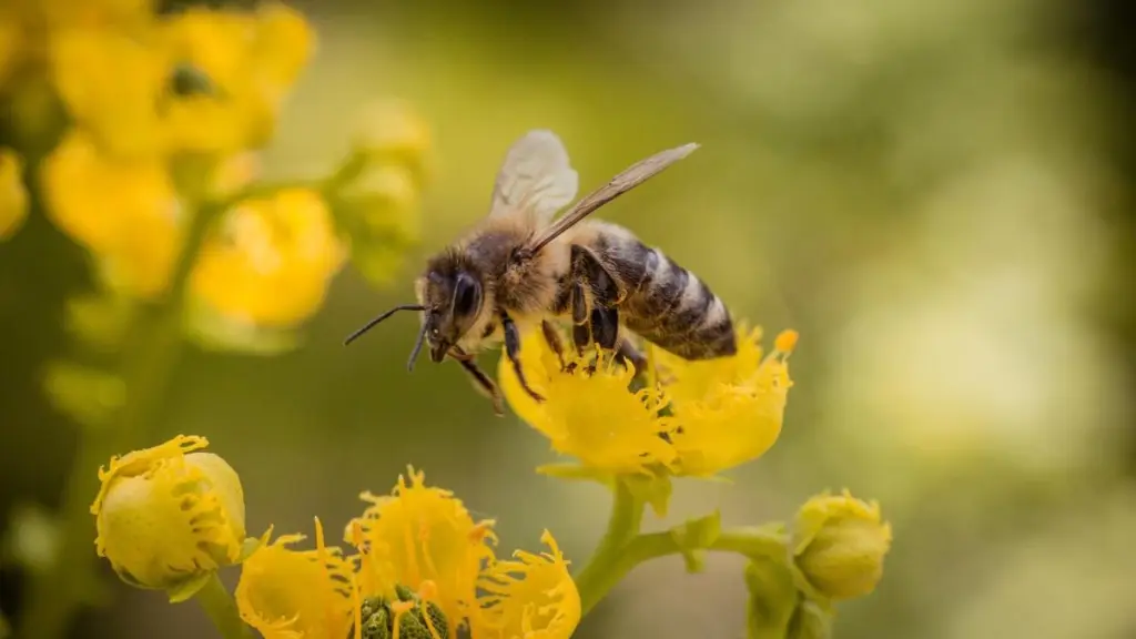 Las abejas apoyan en la labor de los agricultores, como agentes polinizadores de sus productos, por lo que deben velar por la salud de las abejas a la hora de fumigar.