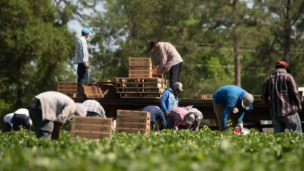 La SNA ha planteado a la autoridad aumentar la cuota de contratación migrante, acompañado de una autoevaluación de los campos, donde los empresarios puedan revisar si cumplen con las exigencias laborales.