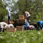 La SNA ha planteado a la autoridad aumentar la cuota de contratación migrante, acompañado de una autoevaluación de los campos, donde los empresarios puedan revisar si cumplen con las exigencias laborales.