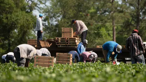 Agricultores piden cambiar legislación para aumentar tope de mano de obra extranjera