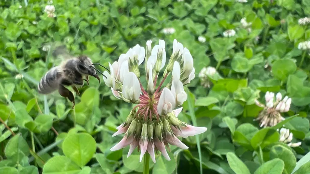 Siembra de alimento multi propósito (alimento para abejas, vacunos), Bee Queens Chile