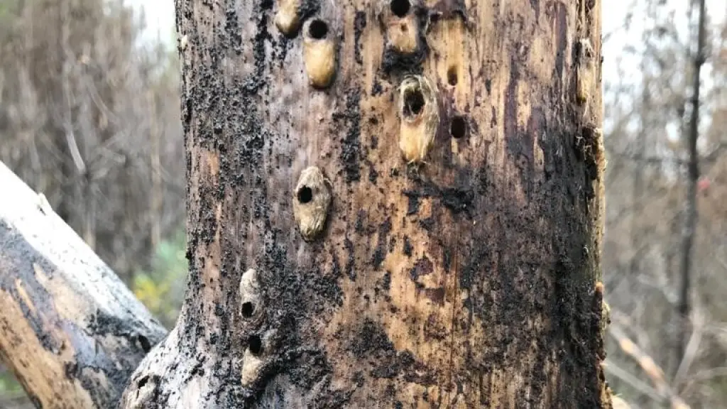 Plagas Forestales Chile.