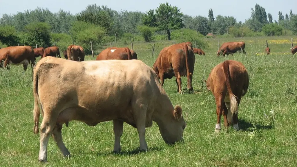 Tanto las praderas naturales como las mejoradas, no tienden a crecer durante la temporada de invierno, debido a las condiciones climáticas propias de la época.