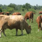 Tanto las praderas naturales como las mejoradas, no tienden a crecer durante la temporada de invierno, debido a las condiciones climáticas propias de la época.