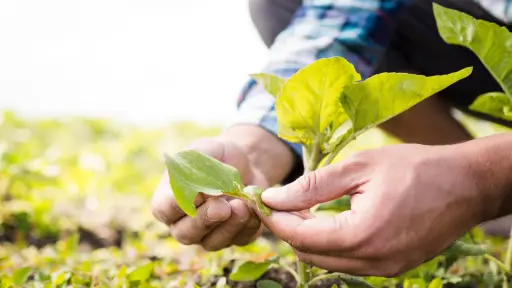 Estudio busca identificar las motivaciones que tienen los agricultores en la conservación de recursos naturales