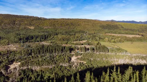 CPC Biobío prevé débiles condiciones para recuperación de la actividad forestal