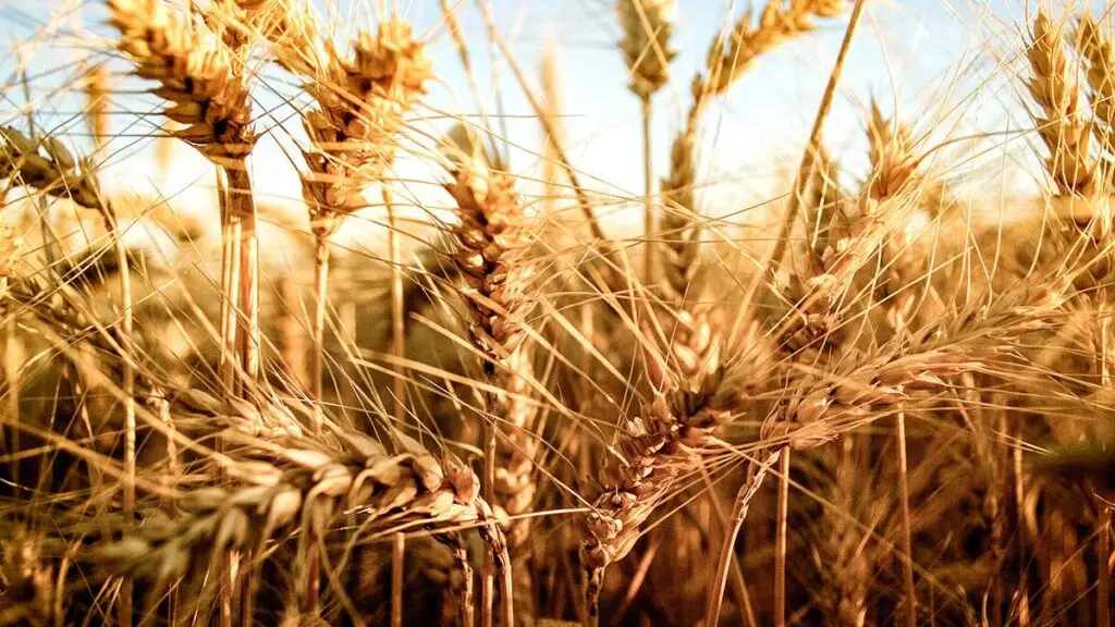 La baja en el precio internacional de los cereales llevó al ministerio a crear un crédito específico para reprogramar los pagos y ayudar a los agricultores en épocas complejas.