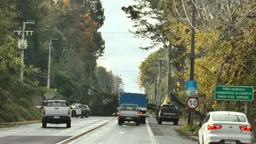 Árbol cayó y bloqueó ruta que une a Los Ángeles con Antuco