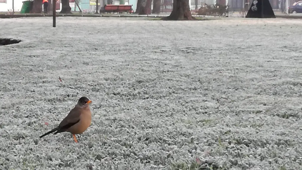Las aves en la plaza Pinto vivieron el rigor de los días fríos., La Tribuna