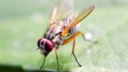 Frutas de Chile y Minagri acuerdan trabajo para controlar mosca de la fruta país