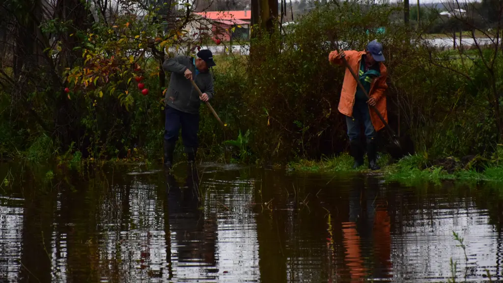 Agricultores registran problemas de operación y pérdidas por inundaciones en Biobío.