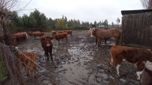 SNA entregó recomendaciones a agricultores de Biobío para enfrentar mal tiempo