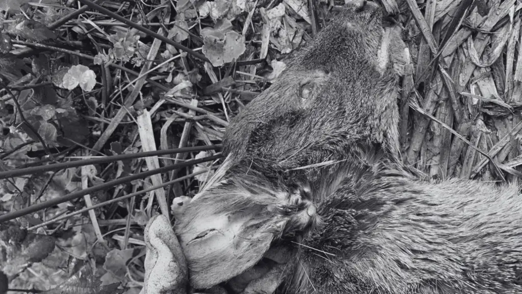 Registro del Pudú atacado.