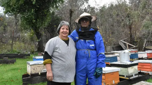 Matrimonio que perdió todas sus colmenas en 2023 se recupera tras devastador crecida del Río Manco en Tucapel