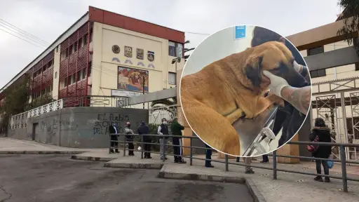 Maltrato animal: Denuncian que perro fue lanzado desde tercer piso de liceo en Antofagasta