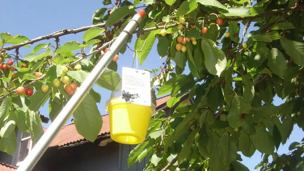 Entre los desafíos mencionados por Frutas de Chile, se mencionó la necesidad de capacitar a los productores para que conozcan las plagas y las formas de identificarlas.