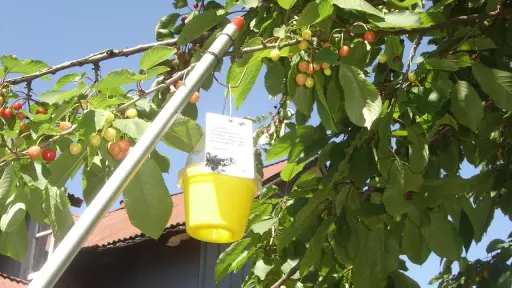 Exportadores destacan calidad sanitaria de la fruta chilena gracias al control de plagas