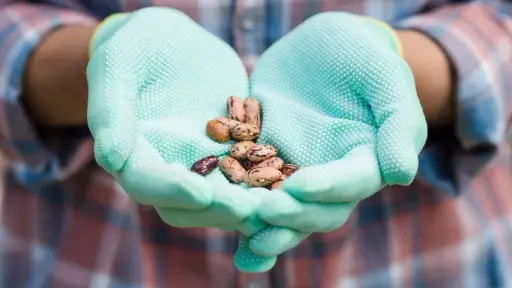Investigadores chilenos buscan desarrollar una variedad de poroto más resistente ante la escasez hídrica