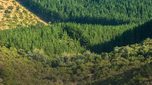 Seminario internacional abordó temáticas para recuperar plantaciones forestales