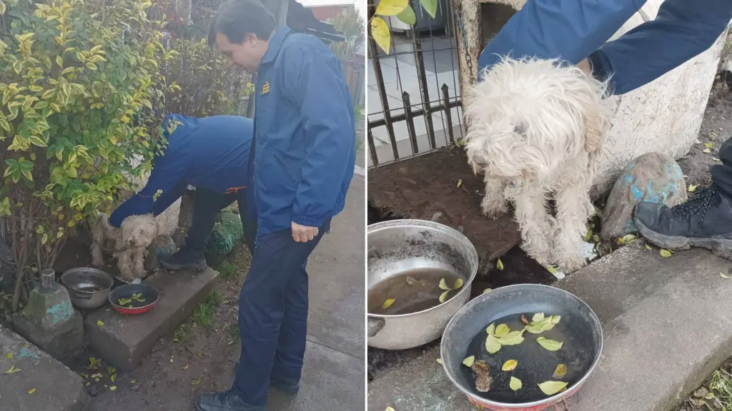 Rescatan a perrito que estaba siendo objeto de maltrato por parte de su dueña en Temuco, Cedida