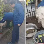 Rescatan a perrito que estaba siendo objeto de maltrato por parte de su dueña en Temuco, Cedida