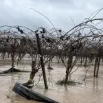 Las medidas agronómicas para evitar daños por los sistemas frontales deben tomarse pertinentemente por parte de los agricultores.