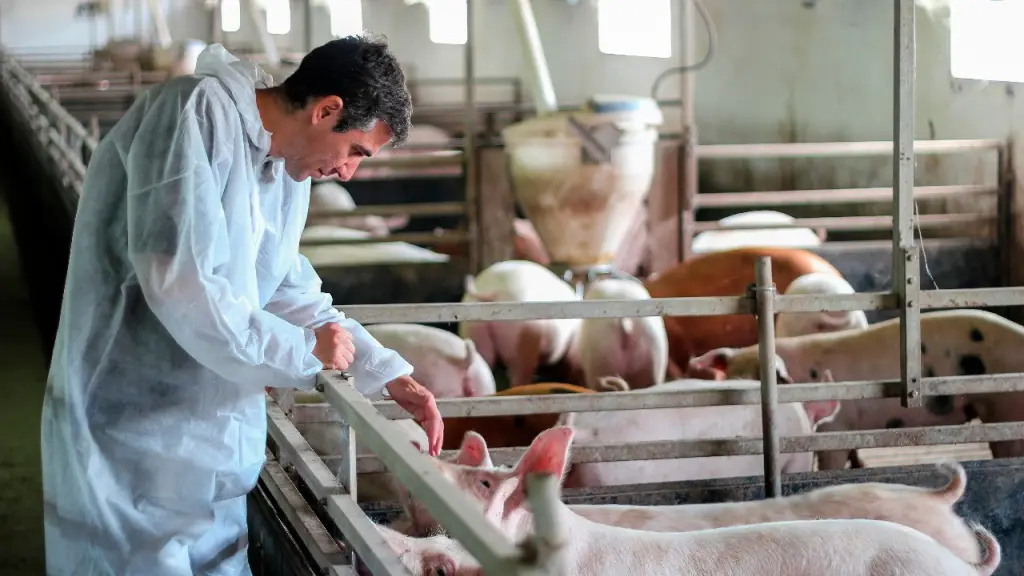 Bienestar animal en producción de carne.