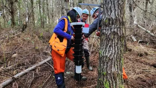 Investigadores desarrollan cebo en base a semioquímicos para controlar agresiva plaga forestal