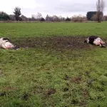 (FOTO DE CONTEXTO). La carne ya estaba faenada y guardada en refrigeradores al momento en que la afectada hizo la denuncia. Sin embargo, por falta de pruebas, esta solamente fue decomisada, mas no devuelta a su dueña.