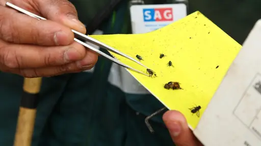 SAG intensifica despliegue operativo para proteger a Chile de la mosca de la fruta