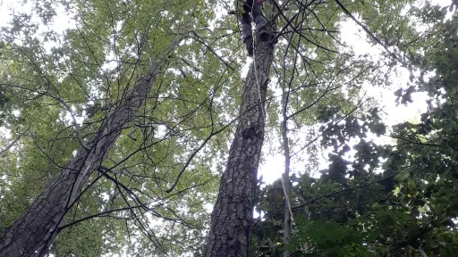 INFOR junto a Universidades realizan capacitación sobre sistemas silviculturales ecológicos para plantaciones de coihue y raulí