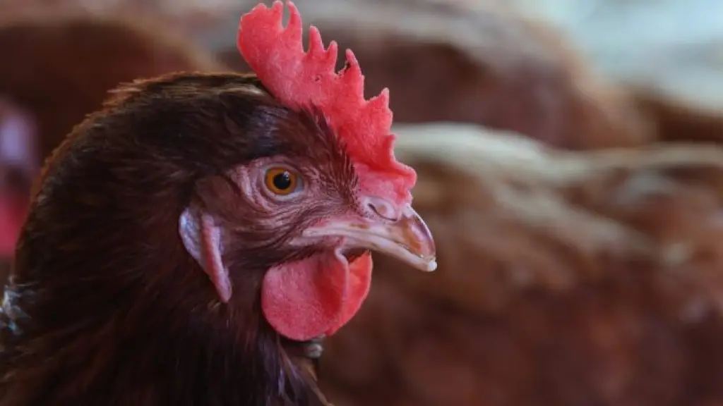 Los seguros abarcan tanto la producción de bosques, como animal y agrícola, con el fin de impulsar las distintas actividades que desarrollan los productores en el país.