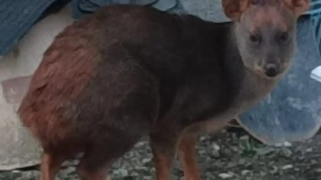 Ejemplar de pudú rescatado.