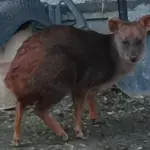 Ejemplar de pudú rescatado.