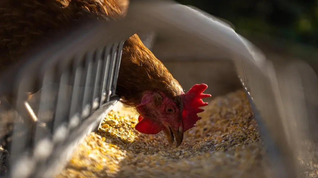 El seguro contra enfermedades exóticas de Agroseguros cubre el sacrificio de aves ordenado por el SAG como consecuencia de enfermedades exóticas, como influenza aviar.